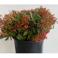 Photinia Fruto Italia 70cm 300gr (7 Dias - 2)