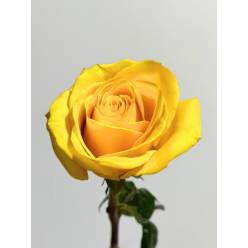 Rosa Ecu. Goldfinich 90cm Am. (7 Dias - 2)