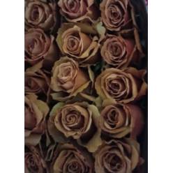 Rosa Ecu. Caramel 70cm (7 Dias - 2)