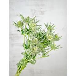 Eryngium Hol. Sirius Qstar 40cm Bl. "T10" (7 Dias - 2)