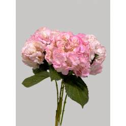 Hortensia Col. Tint. Rosa 60cm 16 (7 Dias - 2)