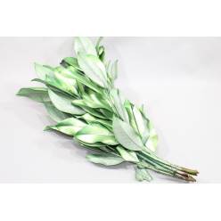 Hoja Magnolio Pintado Green 70cm 200gr