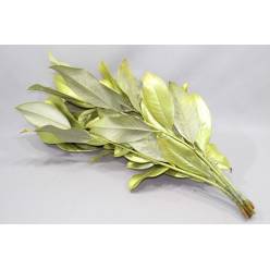 Hoja Magnolio Pintado Yellow 70cm 200gr