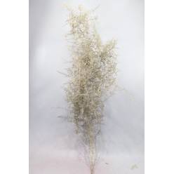 Esparraguera Silvestre Pintada Platinium 120cm "T25"