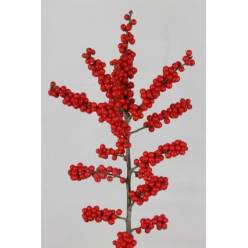 ILEX Brit Buys 50cm