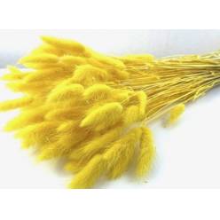 Lagurus Seco Amarillo 65cm 100g