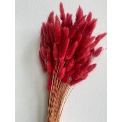 Lagurus Seco Cerise 65cm 100g