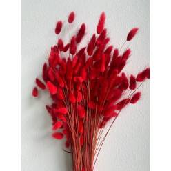 Lagurus Seco Rojo 65cm 100g