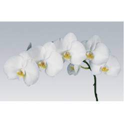 Phalaenopsis Sensation White x25 (7 Dias - 2)