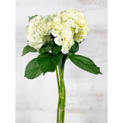 Hortensia Col. Select Blanca 60cm 16 (7 Dias - 2)