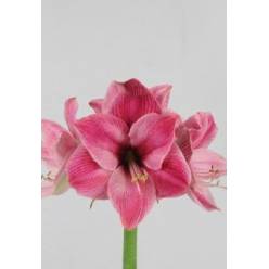 Amaryllis Cassis "CC15"