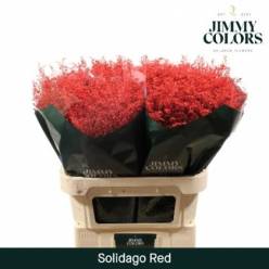 Solidago Pintado Rojo 70cm 30gr "T25"