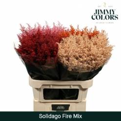 Solidago Pintado Rose 70cm 30gr "T25"