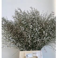 Ginestra Blanca 70cm 400gr