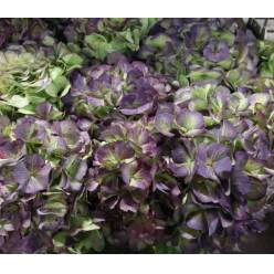 Hortensia Hol. White Verena Classic 80cm 18/22