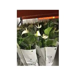 P. Anthurium An White Champion 17/60cm x6 7F