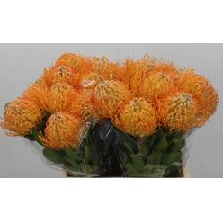 Protea Nutans Jelena Salmon 60cm