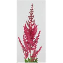 Astilbe Else Schluc 55cm x10