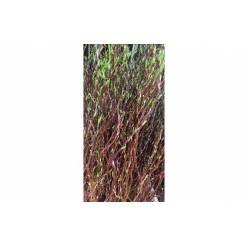 Salix Golden Curls 100cm