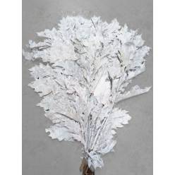 Roble Rubra Preservado Blanco 80cm "T20"