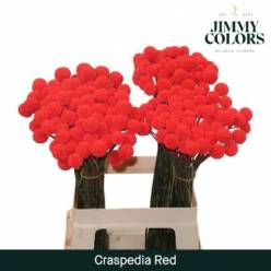 Craspedia Pintada Roja 60cm "T50"