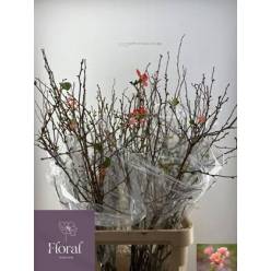 Chaenomeles Superba 110cm "Tallo"