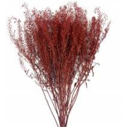 Lepidium Thlaspy Pintado Rojo 80cm 40gr "T25"