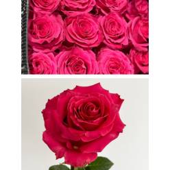 Rosa Col. Full Monty 40cm Fuc. (7 Dias - 2)