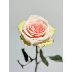 Rosa Col. Absolut In Pink 60cm (7 Dias - 2)