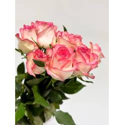 Rosa Hol. Jumilla 50cm B1 (7 Dias - 2)