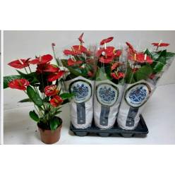 P. Anthurium An Jambo Red 17/65cm x6  6F