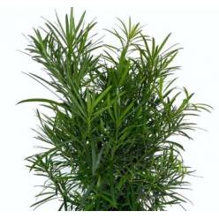 Podocarpus 50cm