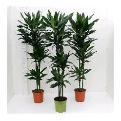 P. Dracena Hol. Frag Steudneri. 21/130cm 3.P (60/90/130)