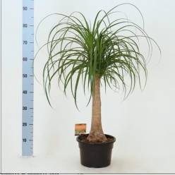 P. Beaucarnea Recur 23/70cm