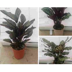 P. Calathea Nac. Mixta 17/55cm x 6