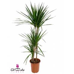 P. Dracena Nac. Marginata 20/120cm 3P  (120/90/60)