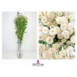 Tanacetum Nac. Boton Blanco 60cm