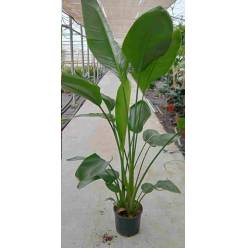 P. Strelitzia Nac. Augusta  24/170cm 3-Matas