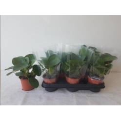 P. Pilea peperomioides 11/20cm x8