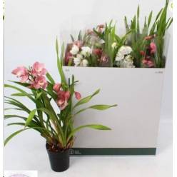 P. Cymbidium Mix 14/65cm x8  2T