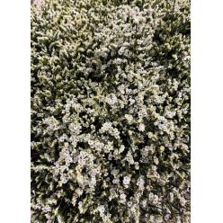 Limonium Hol. Sen Colada 70cm 20gr "T25" Bl (7 Dias - 2)