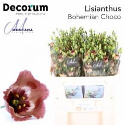 Lisiantus Hol. E Bohemian Choco 70cm 55gr "T10" (7 Dias - 2)