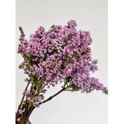 Lilas Hol. Dark Koster 40cm 4bl Mal. (7 Dias - 2)