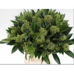 Skimmia J Silvretta 50cm (7 Dias - 2)