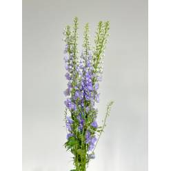 Delphinium Nac. Malva 100cm (7 Dias - 2)