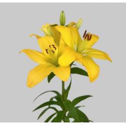 Lilium LA.  Amarillo 80cm 3/4 fl. (7 Dias - 2)