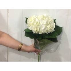 Hortensia Col. Premium Blanca 60cm 17 (7 Dias - 2)