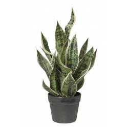 P. Artificial  Sansevieria 51Hcm