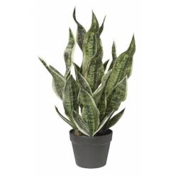 P. Artificial  Sansevieria 66Hcm