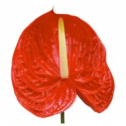 Anthurium Nac. Tropical 13  "CC12" (7 Dias - 2)